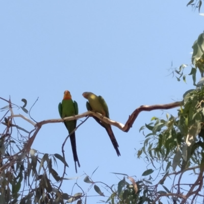 Polytelis swainsonii (Superb Parrot) at Lake George, NSW - 14 Jan 2019 by MPennay