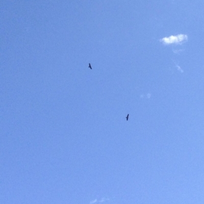 Aquila audax (Wedge-tailed Eagle) at Dunlop, ACT - 13 Jan 2019 by KMcCue