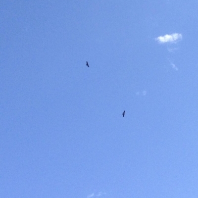 Aquila audax (Wedge-tailed Eagle) at Dunlop, ACT - 12 Jan 2019 by KMcCue