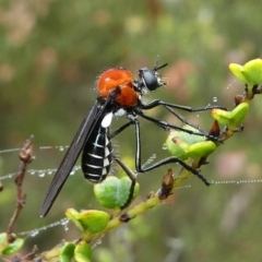 Cabasa pulchella (Robber fly) at Cotter River, ACT - 10 Jan 2019 by HarveyPerkins