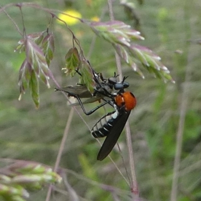 Cabasa pulchella (Robber fly) at Bimberi Nature Reserve - 11 Jan 2019 by HarveyPerkins