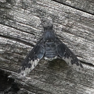 Anthrax sp. (genus) at Brindabella, ACT - 11 Jan 2019