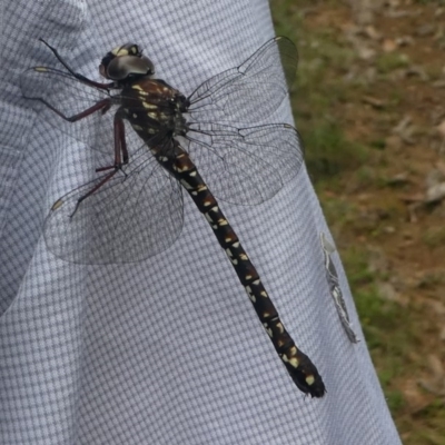 Austroaeschna multipunctata (Multi-spotted Darner) at Cotter River, ACT - 11 Jan 2019 by HarveyPerkins