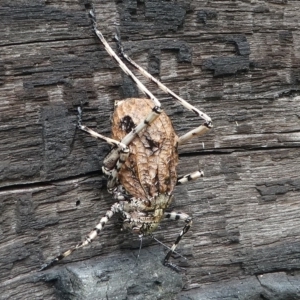 Acripeza reticulata at Cotter River, ACT - 11 Jan 2019 11:07 AM