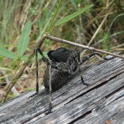 Acripeza reticulata (Mountain Katydid) at Cotter River, ACT - 11 Jan 2019 by HarveyPerkins