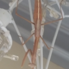 Archimantis sp. (genus) (Large Brown Mantis) at Bango, NSW - 3 Jan 2019 by Renzy357