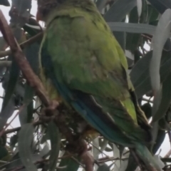 Polytelis swainsonii (Superb Parrot) at Bango, NSW - 15 Dec 2018 by Renzy357