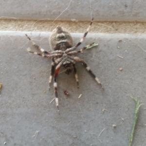 Hortophora transmarina at Bango, NSW - 4 Jan 2019 09:31 AM