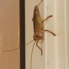 Gryllacrididae (family) (Wood, Raspy or Leaf Rolling Cricket) at Bango, NSW - 29 Dec 2018 by Renzy357