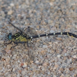 Hemigomphus heteroclytus at Tuggeranong, ACT - 18 Dec 2018