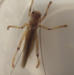 Gryllacrididae sp. (family) (Wood, Raspy or Leaf Rolling Cricket) at Greenleigh, NSW - 14 Jan 2019 by LyndalT