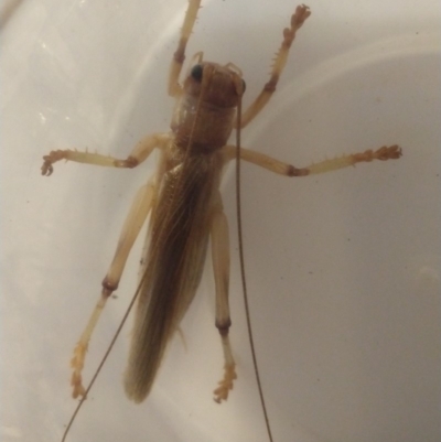 Gryllacrididae sp. (family) (Wood, Raspy or Leaf Rolling Cricket) at Greenleigh, NSW - 14 Jan 2019 by LyndalT