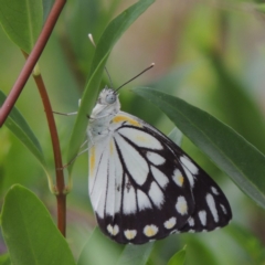 Belenois java (Caper White) at Pollinator-friendly garden Conder - 29 Dec 2018 by michaelb