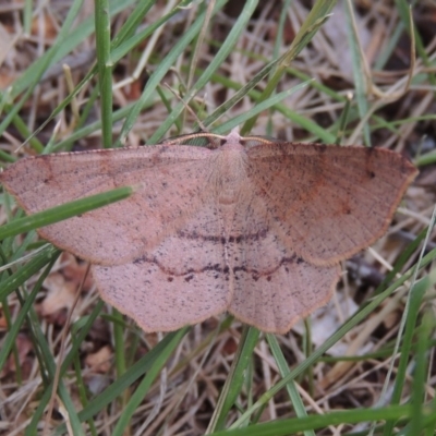 Rhinodia rostraria (Necklace Geometrid) at Conder, ACT - 7 Jan 2019 by MichaelBedingfield