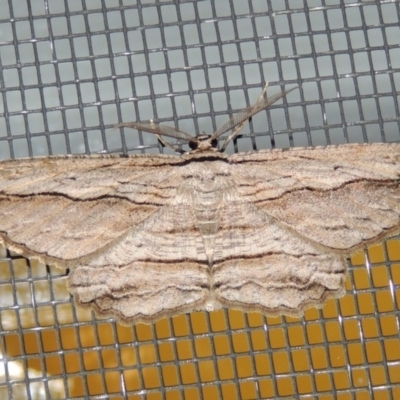 Euphronarcha luxaria (Striated Bark Moth) at Pollinator-friendly garden Conder - 1 Jan 2019 by michaelb