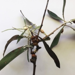 Cryptes baccatus (Wattle Tick Scale) at Hughes, ACT - 15 Jan 2019 by ruthkerruish