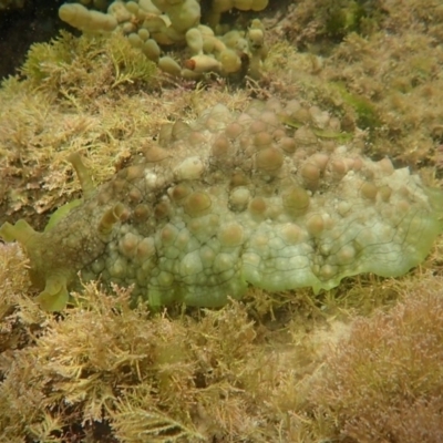 Dolabrifera brazieri (sea hare) at Wallaga Lake, NSW - 14 Jan 2019 by MattNimbs