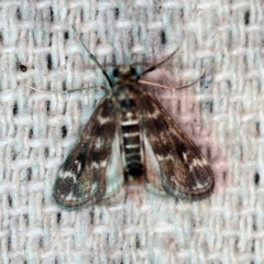 Hygraula nitens (Pond Moth) at O'Connor, ACT - 7 Jan 2019 by ibaird