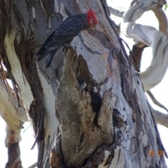 Callocephalon fimbriatum (Gang-gang Cockatoo) at Hughes, ACT - 14 Jan 2019 by TomT