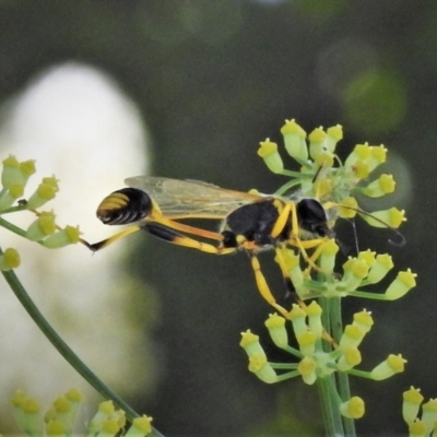 Sceliphron laetum (Common mud dauber wasp) at National Arboretum Forests - 14 Jan 2019 by JohnBundock