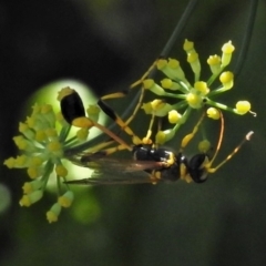 Sceliphron laetum at Molonglo Valley, ACT - 14 Jan 2019