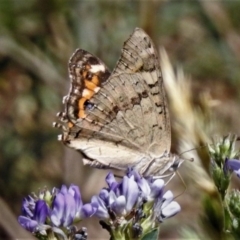 Junonia villida (Meadow Argus) at Molonglo Valley, ACT - 14 Jan 2019 by JohnBundock