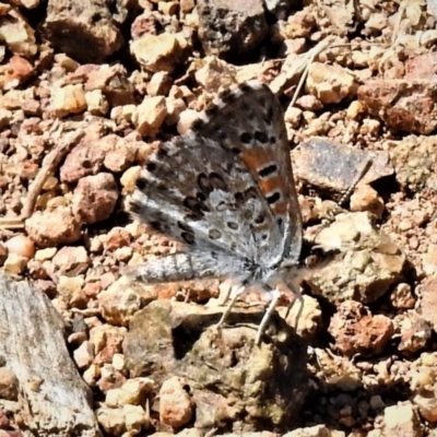 Lucia limbaria (Chequered Copper) at National Arboretum Forests - 14 Jan 2019 by JohnBundock