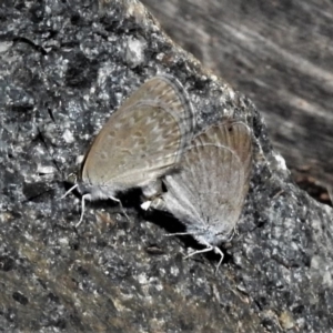 Zizina otis at Molonglo Valley, ACT - 14 Jan 2019