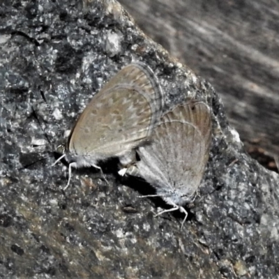 Zizina otis (Common Grass-Blue) at Molonglo Valley, ACT - 14 Jan 2019 by JohnBundock