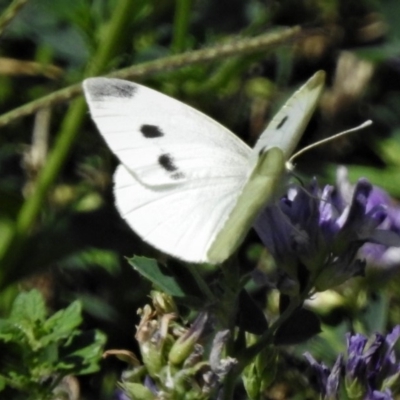 Pieris rapae (Cabbage White) at Molonglo Valley, ACT - 14 Jan 2019 by JohnBundock