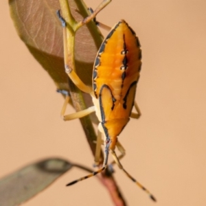 Amorbus sp. (genus) at Coree, ACT - 9 Jan 2019