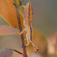 Amorbus sp. (genus) at Coree, ACT - 9 Jan 2019