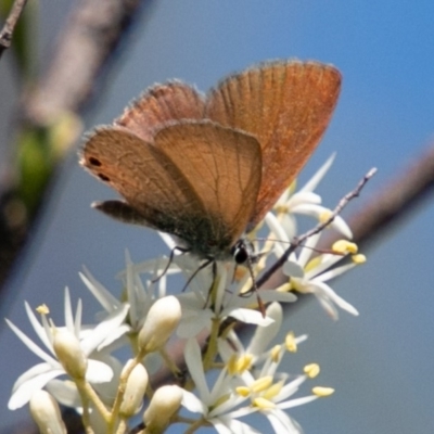 Nacaduba biocellata (Two-spotted Line-Blue) at Lower Cotter Catchment - 8 Jan 2019 by SWishart