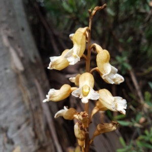 Gastrodia procera at Tennent, ACT - 10 Jan 2019