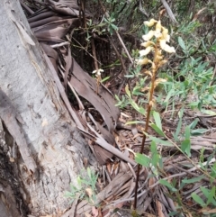 Gastrodia procera at Tennent, ACT - 10 Jan 2019