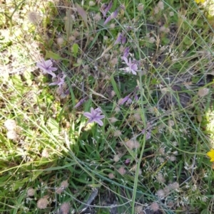 Arthropodium milleflorum at Tombong, NSW - 2 Jan 2019 11:43 AM