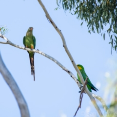 Polytelis swainsonii (Superb Parrot) - 1 Jan 1900 by Sam