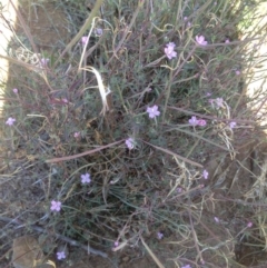 Epilobium sp. (A Willow Herb) at Corrowong, NSW - 3 Jan 2019 by BlackFlat