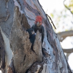 Callocephalon fimbriatum (Gang-gang Cockatoo) at Federal Golf Course - 14 Jan 2019 by Sam