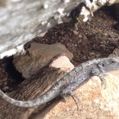 Amphibolurus muricatus (Jacky Lizard) at Corrowong, NSW - 9 Jan 2019 by BlackFlat