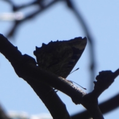 Ogyris olane (Broad-margined Azure) at Jerrabomberra, ACT - 14 Jan 2019 by Christine