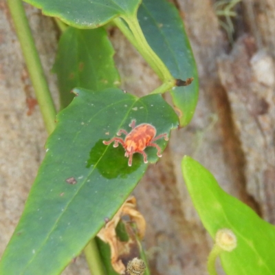 Trombidiidae (family) (Red velvet mite) at Gibraltar Pines - 8 Jan 2019 by MatthewFrawley