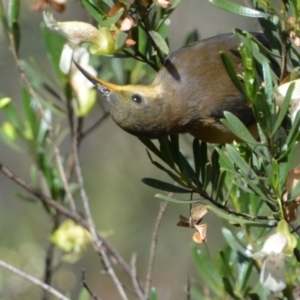 Acanthorhynchus tenuirostris at Greenleigh, NSW - 13 Jan 2019