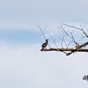 Phalacrocorax carbo at Uriarra Village, ACT - 15 Jan 2019 06:35 PM