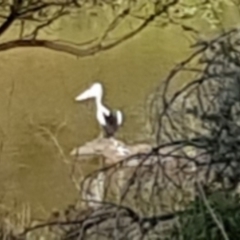 Pelecanus conspicillatus (Australian Pelican) at Uriarra Village, ACT - 15 Jan 2019 by jeremyahagan