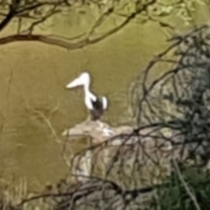 Pelecanus conspicillatus at Uriarra Village, ACT - 15 Jan 2019