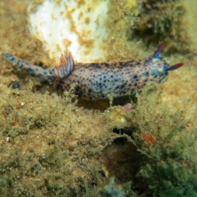 Hypselodoris obscura (Hypselodoris obscura) at Narooma, NSW - 13 Jan 2019 by PhilBLynB