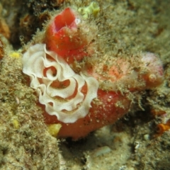 Unidentified Sea Slug / Sea Hare / Bubble Shell at Narooma, NSW - 13 Jan 2019 by PhilBLynB