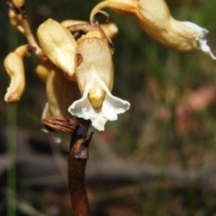 Gastrodia procera (Tall Potato Orchid) at Tennent, ACT - 9 Jan 2019 by MatthewFrawley