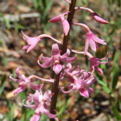 Dipodium roseum (Rosy Hyacinth Orchid) at Tennent, ACT - 9 Jan 2019 by MatthewFrawley